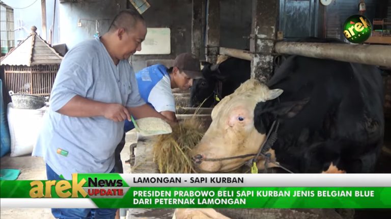 Oreo, Sapi Asal Lamongan Dipilih Presiden Prabowo untuk Kurban - Arek ...